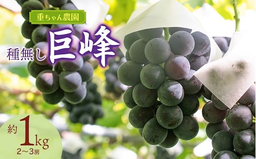 【令和8年産先行予約】 種なし巨峰 約1kg（2～3房） 山形県鶴岡市産 重ちゃん農園