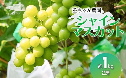 【令和8年産先行予約】 大人気 シャインマスカット 約1kg（ 2房 ） 山形県鶴岡産 重ちゃん農園