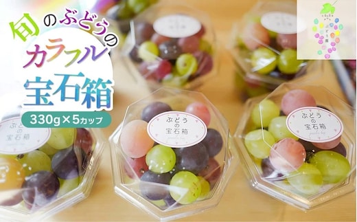 【令和8年産先行予約】お楽しみ！旬のぶどうのカラフル宝石箱 330g×5カップ カラフルぶどう園