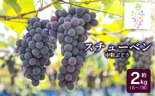 【令和8年産先行予約】鶴岡市産 スチューベン 約2kg（6房～7房） 中粒ぶどう カラフルぶどう園