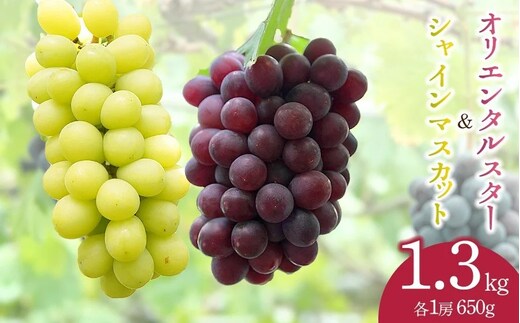 【令和8年産先行予約】シャインマスカット＆オリエンタルスター 約1.3kg（各1房） カラフルぶどう園