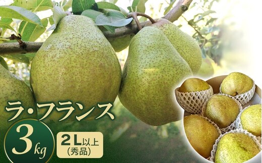 【令和7年産 先行予約】ラ・フランス 約3kg 2L以上（秀品） 庄内産直センター