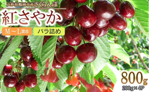 【令和8年産先行予約】 鶴岡市産 紅さやか M～Lサイズ混合 バラ詰め800g (200g×4) 【五十嵐 茂也】