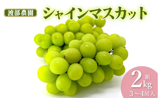 【令和8年産先行予約】 シャインマスカット 約2kg 箱 (3～4房) 山形県鶴岡市 渡部農園