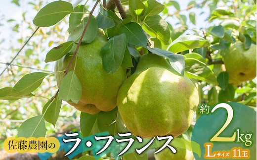 【令和8年産先行予約】 ラ・フランス Lサイズ 約2kg (11玉) 山形県鶴岡市産 佐藤農園