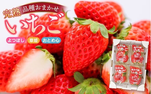 【令和8年産】 庄内産 完熟いちご 詰め合わせ (品種おまかせ) 1kg Lサイズ以上 株式会社 鶴岡中央青果 | 苺 大粒 東北 山形 鶴岡 庄内産 甘い イチゴ 産地直送 よつぼし 章姫 おとめ心 春 旬 果物