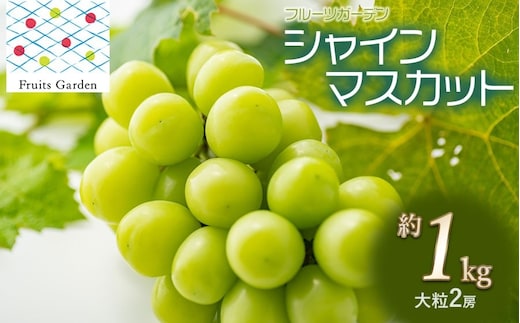 【令和8年産】 シャインマスカット 約1kg(大粒 2房) 山形県鶴岡市 フルーツガーデン