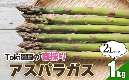 【令和8年産先行予約】 春採りアスパラガス 2Lサイズ 1kg 山形県鶴岡産 Toki農園
