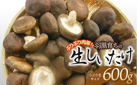 ぷりぷり肉厚！羽黒育ちの生しいたけ 600g（小ぶりなサイズ） 山形県鶴岡市 産直あさひ・グー K-810 | しいたけ 椎茸 シイタケ 食品 野菜 きのこ 肉厚 国産 産地直送 新鮮 おすすめ おいしい 人気 ご当地 お取り寄せ 返礼品