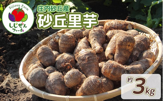 【令和8年産先行予約】 庄内砂丘里芋 約3Kg 山形県鶴岡市 しじぜんファーム | 里芋 さといも サトイモ 野菜 やさい 新鮮野菜 3キロ 産地直送 おすすめ 人気 お取り寄せ 返礼品