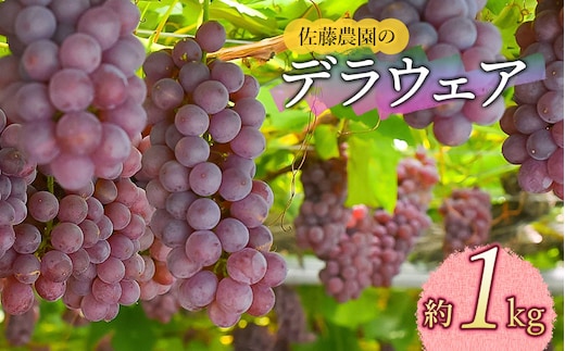 【令和8年産先行予約】 鶴岡市産 デラウェア 約1kg 佐藤農園
