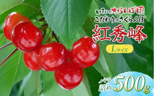【令和9年産先行予約】 こだわりのさくらんぼ「紅秀峰」Lサイズ以上 バラ詰め 500g いまいのさくらんぼ園 K-935