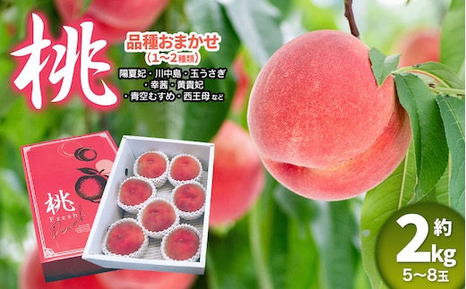 【令和8年産先行予約】 鶴岡市産 桃 (品種おまかせ) 約2kg (5～8玉) くにちゃん農園 K-836