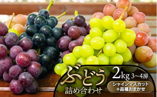 【令和8年産先行予約】 ぶどう詰め合わせ（品種おまかせ） 2kg（3～4房） 山形県鶴岡市 鶴岡中央青果 | ぶどう ブドウ 葡萄 果物 くだもの フルーツ 食べ比べ 2キロ 旬 期間限定 2026年産 人気 美味しい お取り寄せ 返礼品