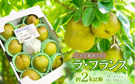 【令和8年産 先行予約】家庭用ラ・フランス M～Lサイズ 2kg箱入り (10～12個入り) 伊藤農園