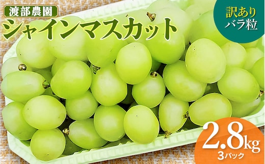 【令和8年産先行予約】【訳あり】 バラ粒 シャインマスカット 約2.8kg以上（3パック) 山形県鶴岡市 渡部農園
