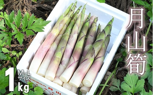 【令和8年産 先行予約】 月山筍 1kg 山形県鶴岡市産 K-830 JA庄内たがわ