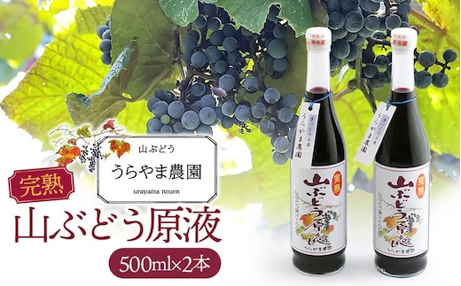 うらやま農園の完熟山ぶどう原液 500ml×２本 山形県鶴岡市 K-844 | やまぶどう 飲料 果汁 飲料 ポリフェノール 贈り物 ギフト お取り寄せ 返礼品