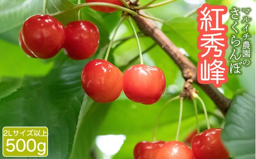 【令和8年産先行予約】 さくらんぼ 紅秀峰 500g（2Lサイズ以上） マルイチ農園