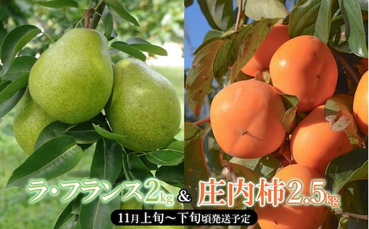【令和8年産先行予約】山形県産 ラ・フランス 約2kg ＆ 庄内柿 約2.5kgセット 産直あぐり K-847