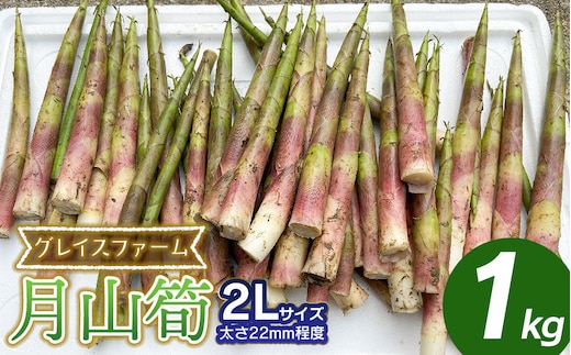 【令和8年産先行予約】月山筍 2Lサイズ 1kg 山形県鶴岡産 グレイスファーム
