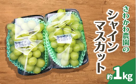 【令和8年産先行予約】シャインマスカット 1kg（2房）山形県鶴岡市産 さわかわ農園