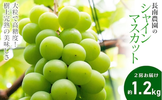 【令和8年産先行予約】 シャインマスカット 2房 約1.2kg 山形県鶴岡市産 長南農園