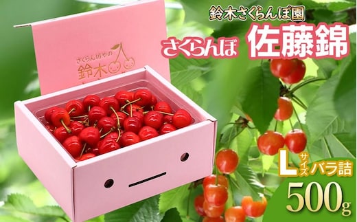 【令和8年産先行予約】 さくらんぼ 佐藤錦 バラ詰め Lサイズ 500g 山形県鶴岡産 鈴木さくらんぼ園