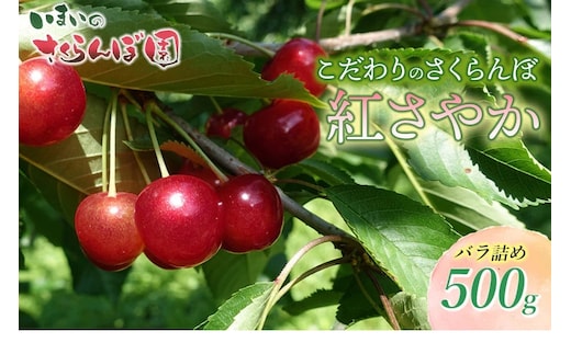 【令和8年産先行予約】こだわりのさくらんぼ「紅さやか」(Lサイズ以上) バラ詰め 500g いまいのさくらんぼ園 K-831