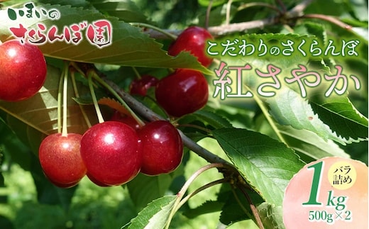【令和8年産先行予約】こだわりのさくらんぼ「紅さやか」（Lサイズ以上）バラ詰め 1kg （500g×2）いまいのさくらんぼ園 K-858