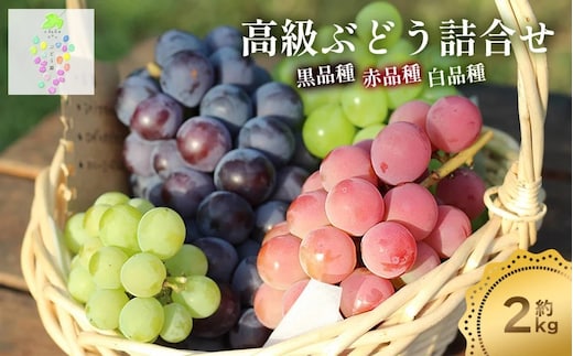 【令和8年産先行予約】高級ぶどう詰合せ 約2kg カラフルぶどう園