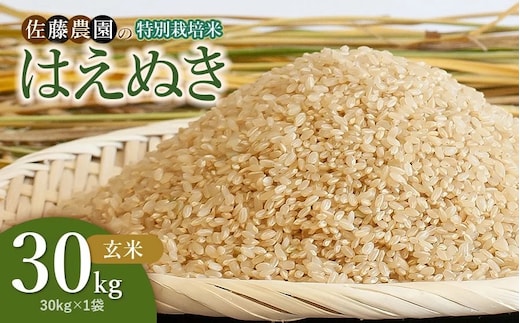 【令和8年産先行予約】特別栽培米はえぬき 玄米 30kg(30kg×1袋) 山形県鶴岡市 佐藤農園