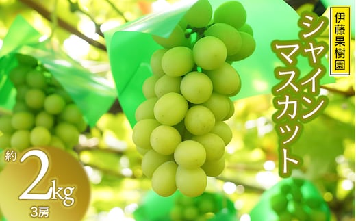【令和8年産先行予約】鶴岡市産ぶどう シャインマスカット 約2kg（3房） 伊藤果樹園