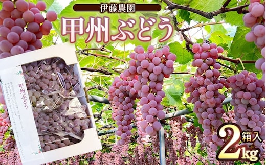 【令和8年産先行予約】 甲州ぶどう 2kg箱入（4～6房） 山形県鶴岡産 伊藤農園 | ブドウ 葡萄 ぶどう 2キロ フルーツ 果物 くだもの 旬 期間限定 産地直送 おすすめ 人気 美味しい お取り寄せ 返礼品