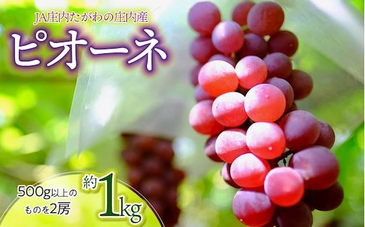 【令和8年産先行予約】JA庄内たがわの庄内産ぶどう ピオーネ 約1kg K-830