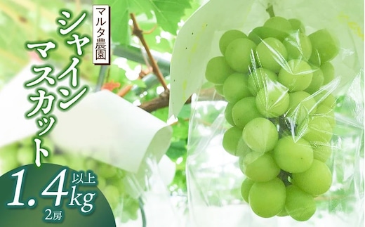 【令和8年産 先行予約】シャインマスカット 1.4kg以上(2房) 山形県鶴岡市産 マルタ農園