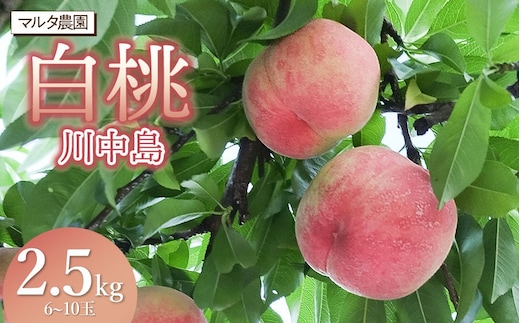 【令和8年産 先行予約】川中島白桃 2.5kg(6～10玉) マルタ農園