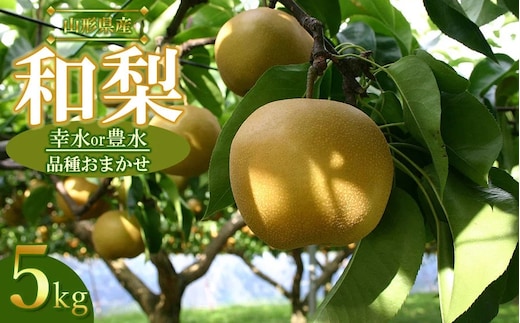 【令和8年産先行予約】山形県産 和梨 品種おまかせ (幸水または豊水) 約5kg（12～16玉） 産直あぐり K-835