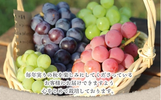 令和7年産先行予約】お楽しみ！旬のぶどうのカラフル宝石箱 350g×5カップ カラフルぶどう園 | dショッピングふるさと納税百選