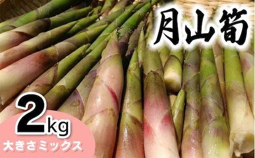 【令和9年産先行予約】月山筍 サイズミックス2kg がっさん たけのこ 鶴岡市朝日東部地区自治振興会