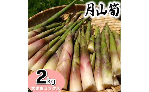 【令和8年産先行予約】月山筍（ネマガリダケ） サイズミックス2kg がっさん たけのこ 鶴岡市朝日東部地区自治振興会