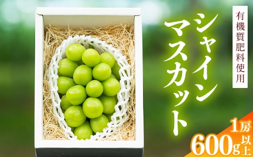 令和8年産 先行予約 ＜厳選＞シャインマスカット 600g 以上（1房）山形県産【2026年9月上旬頃～10月上旬頃発送予定】※配送不可 沖縄・離島 010-B-AF009
