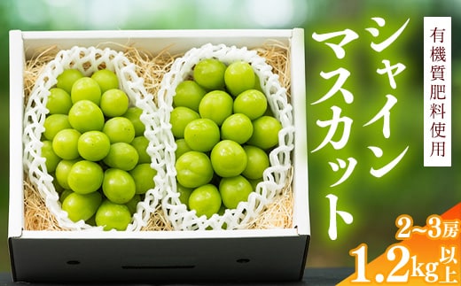 令和8年産 先行予約 ＜厳選＞ シャインマスカット 1.2kg以上（2～3房） 山形県産【2026年9月上旬頃～10月上旬頃発送予定】※配送不可 沖縄・離島 016-B-AF010