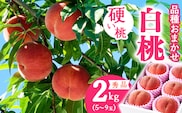 令和8年産 先行予約 有機質肥料栽培 硬めの 白桃  2kg（5～9玉） 秀品 品種おまかせ 山形県産 【2026年8月下旬頃～10月上旬頃発送予定】　012-B-AF008