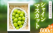 令和8年産 先行予約 ＜厳選＞シャインマスカット 600g 以上（1房）山形県産【2026年9月上旬頃～10月上旬頃発送予定】※配送不可 沖縄・離島　010-B-AF009
