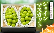 令和8年産 先行予約 ＜厳選＞ シャインマスカット 1.2kg以上（2～3房） 山形県産【2026年9月上旬頃～10月上旬頃発送予定】※配送不可 沖縄・離島　016-B-AF010