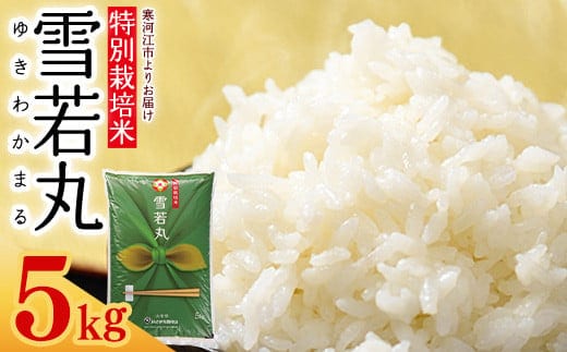 【特別栽培米】 新米 山形県産 雪若丸 5kg 令和7年産【2025年11月より順次配送】 ／ 2025年産 白米 精米 お米 米 小分け ブランド米 ごはん 東北 国産 5キロ 山形県寒河江市 0175-C-JA041