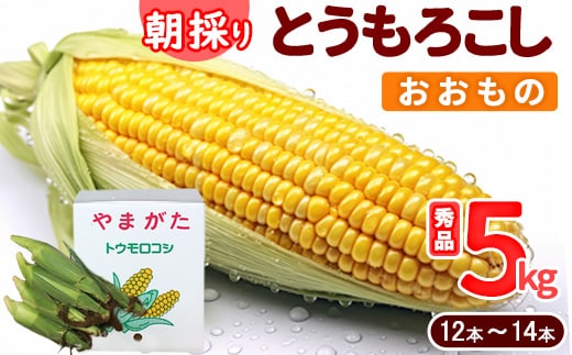 《クール便》令和8年産 朝採り とうもろこし「おおもの」 秀品 5kg （12本 - 14本） 2026年産 山形県産 【2026年7月上旬頃から9月下旬頃発送予定】 ※配送不可 沖縄・離島 012-B-MM074