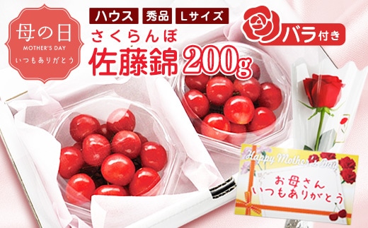【先行予約】母の日《温室栽培》さくらんぼ 「 佐藤錦 」秀品 Lサイズ 200g（100g×2パック）バラ付き（生花）令和8年産 山形県産 【2026年5月7日・8日・9日 発送予定】 ※配送不可 沖縄・離島 019-A-MM088
