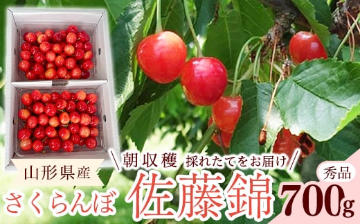 【先行予約】 令和8年産 さくらんぼ 佐藤錦 Lサイズ以上 秀品 700g （350g×2パック） 2026年産 山形県産【2026年6月上旬頃～6月下旬頃発送予定】※配送不可 沖縄・離島 022-A-RF003